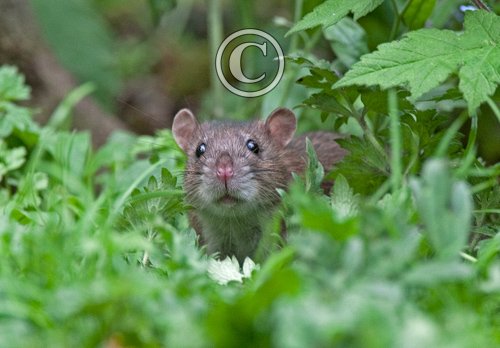 Brown Rat DM0353